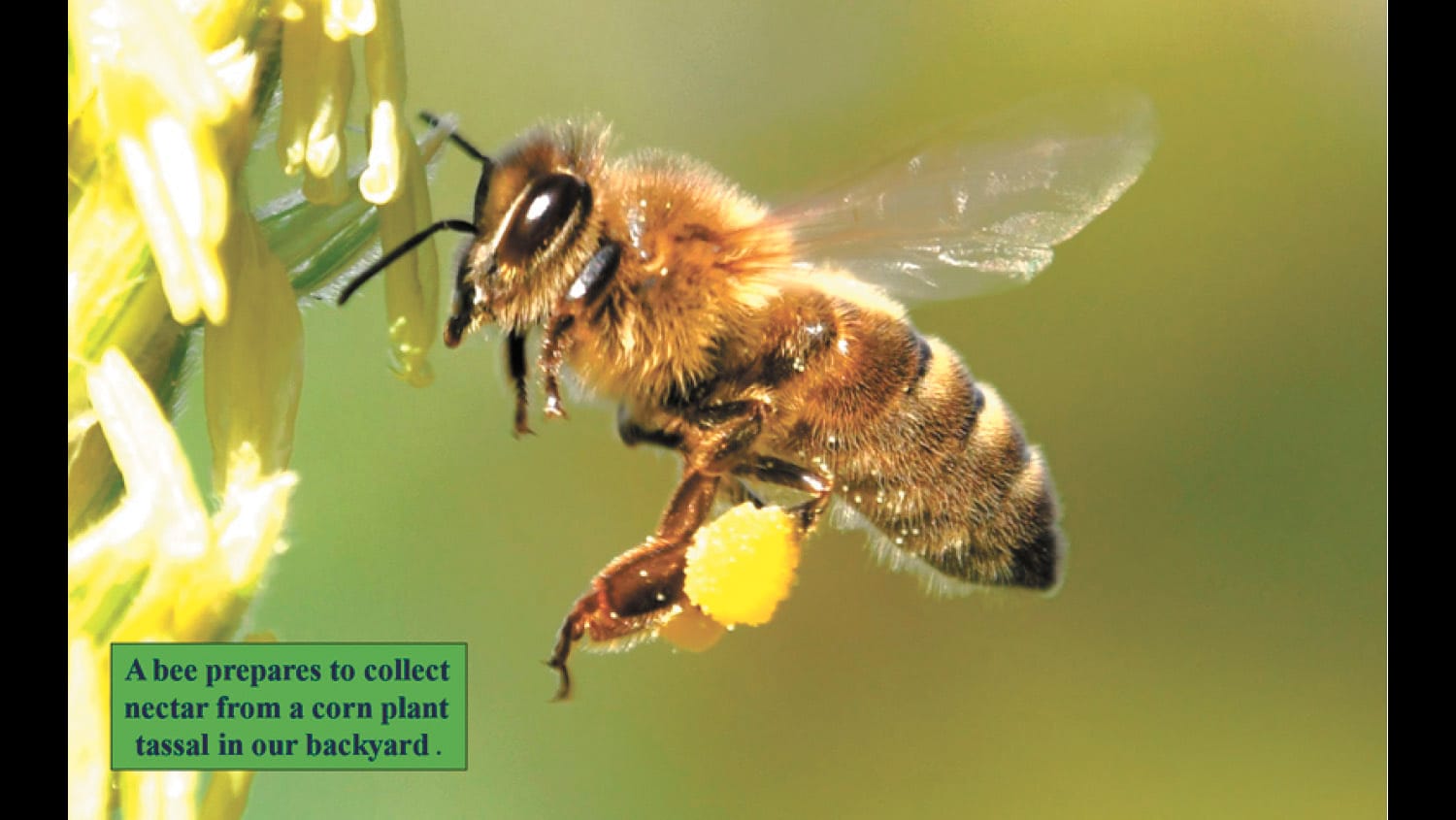 Busy as a Bee