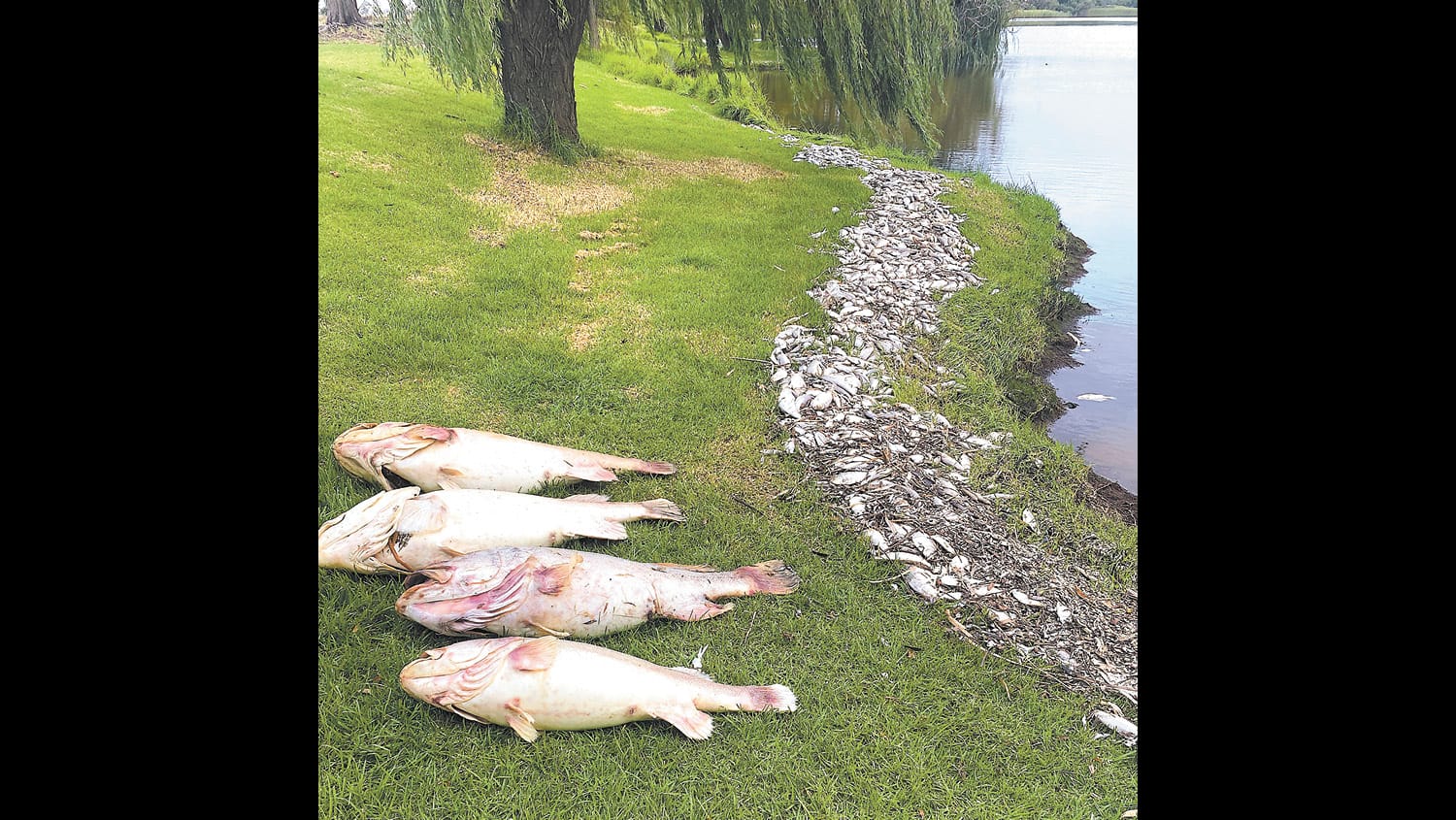 Fish Deaths Span the Basin